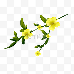 黄色四叶草图片_黄色花植物