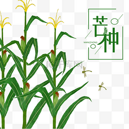 24节气图图片_芒种节气丰收的玉米
