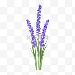 淡绿色免费图片_手绘植物小清新淡紫色薰衣草