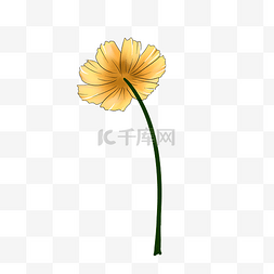 黄色雏菊植物