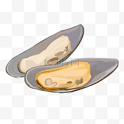 手绘贝壳贝壳图片_手绘美味的牡蛎插画