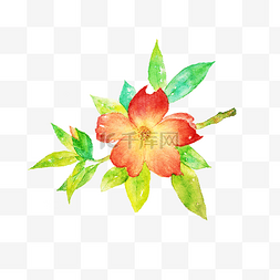 红山茶花朵手绘插画