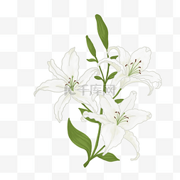 白色简约植物图片_百合手绘插画植物