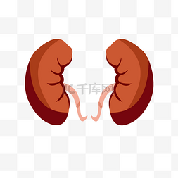 手绘人体器官肾正面矢量免抠素材
