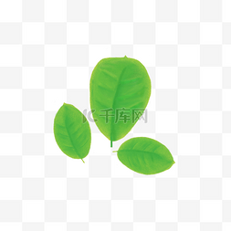 绿茶叶图片_绿色叶子素材
