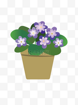 盆栽绿叶紫花