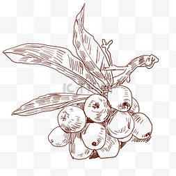线描葡萄水果插画