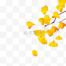 手绘秋天的树叶图片_手绘秋天飘落的银杏叶