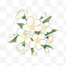  白色樱花 