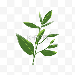 绿色植物茶叶