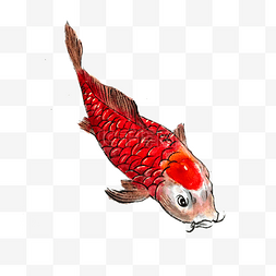 红鲤鱼锦鲤