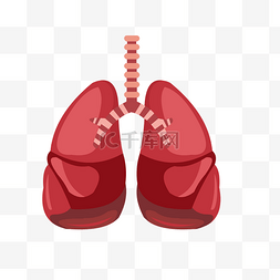 人体五脏六腑图片_红色手绘人体器官肺矢量免抠素材