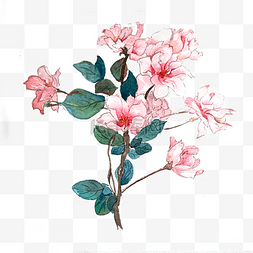 樱花粉色花卉唯美PNG花卉