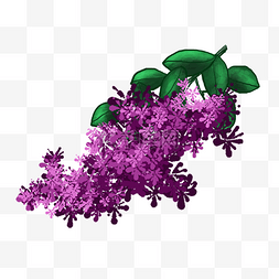 紫色的花簇 