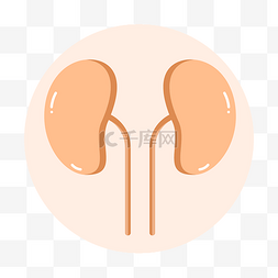 展板图片_人体的肾部器官卡通