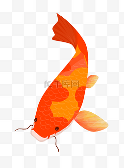 水里的鱼图片_红色可爱的锦鲤插画