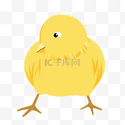 黄色的小鸭子图片_黄色的小鸭子