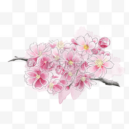 粉色花朵花团烂漫簇拥PNN春天唯美