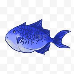 蓝色的热带鱼插画