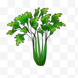 一把手绘的绿色香菜