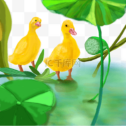 处暑池塘里的小黄鸭戏水手绘高清