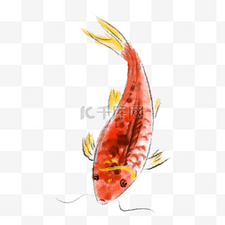 彩绘金鱼图片_手绘水彩金鱼