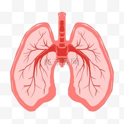 男性人体线稿图片_人体器官红色的肺插画