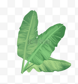 绿植热带植物图片_热带雨林植物叶子