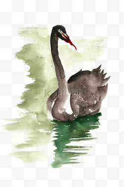 湖中的天鹅图片_湖中的黑天鹅水彩画PNG免抠素材