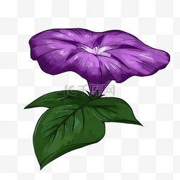 紫色的喇叭花