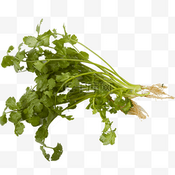 绿色植物新鲜图片_新鲜的蔬菜佐料免抠图