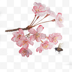 樱花粉色蜜蜂唯美PNG水彩装饰花枝