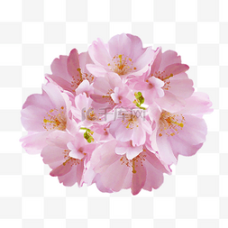 春季清新粉色图片_樱花花簇花朵小清新