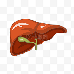 肝肾卡通图片_手绘人体器官肝插画