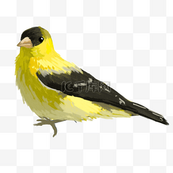 黄色创意黄鹂鸟元素