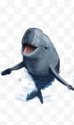 手绘动物海豚图片_写实风格白鳍豚海豚免抠png元素
