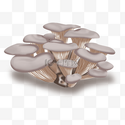 手绘红豆图片_手绘平菇菌子蘑菇食用菌