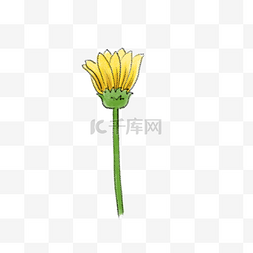 秋天立秋金黄色野菊花水彩特写花