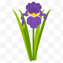 卡通矢量手绘紫色水仙花