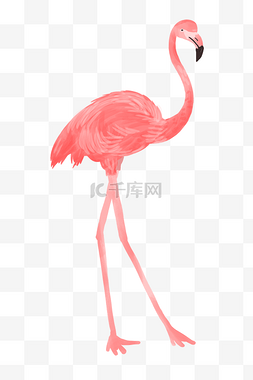 手绘粉色的鸟类插画