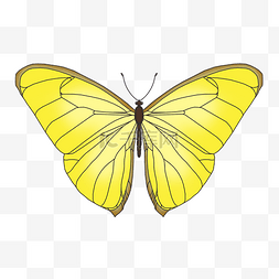 黄色的蝴蝶图片_黄色的蝴蝶手绘插画