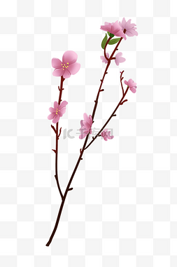 粉色春天桃花插图