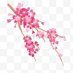 手绘樱花图片_粉红色樱花插画装饰