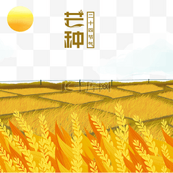 芒种节气稻田