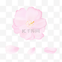 樱花花瓣飘落图片_卡通质感粉红色的樱花花瓣