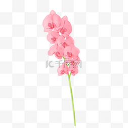 粉色花手绘花图片_手绘水彩节日用花蝴蝶兰