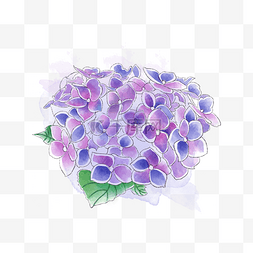 紫色绣球花唯美梦幻紫阳花PNG