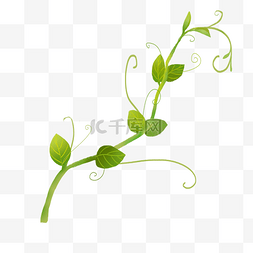 盆栽绿色植物图片_绿色植物藤蔓插画