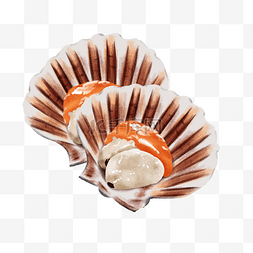 手绘五彩斑斓的贝壳