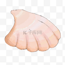 手绘水彩画扇贝png